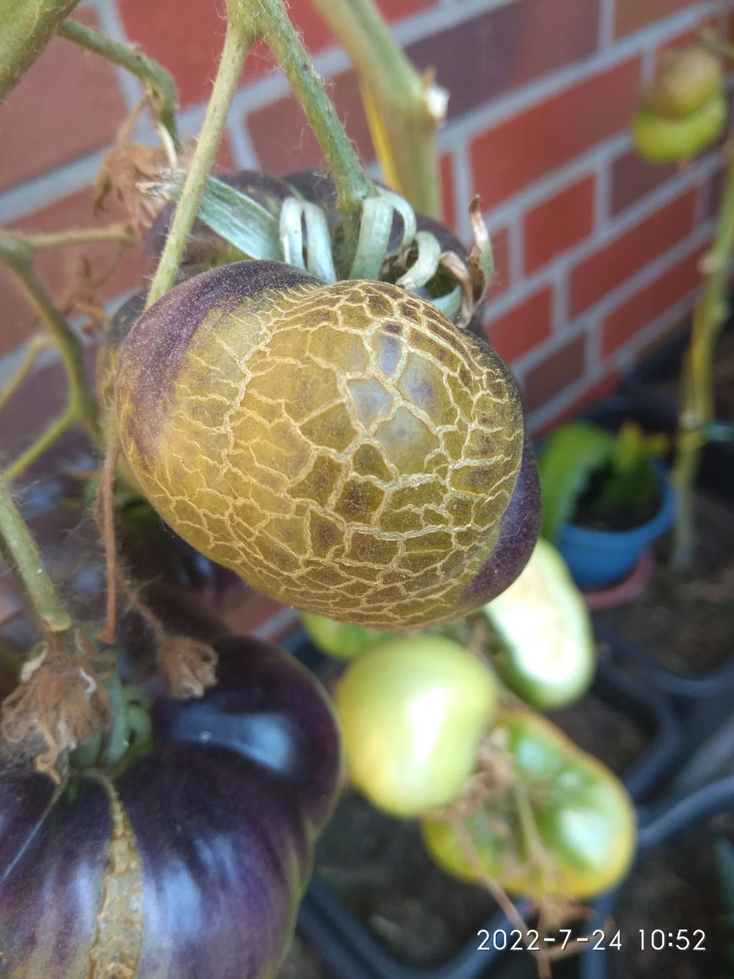 Frucht1.webp