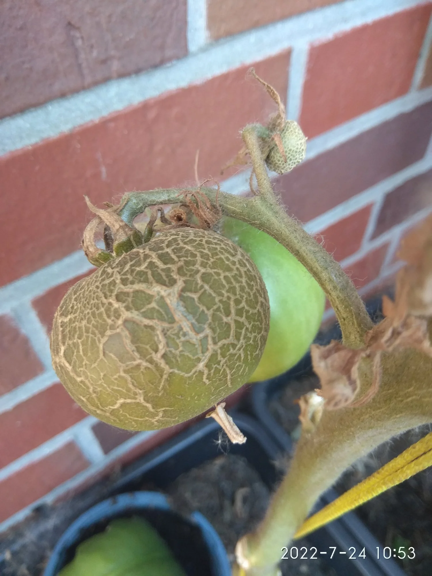 Frucht2.webp