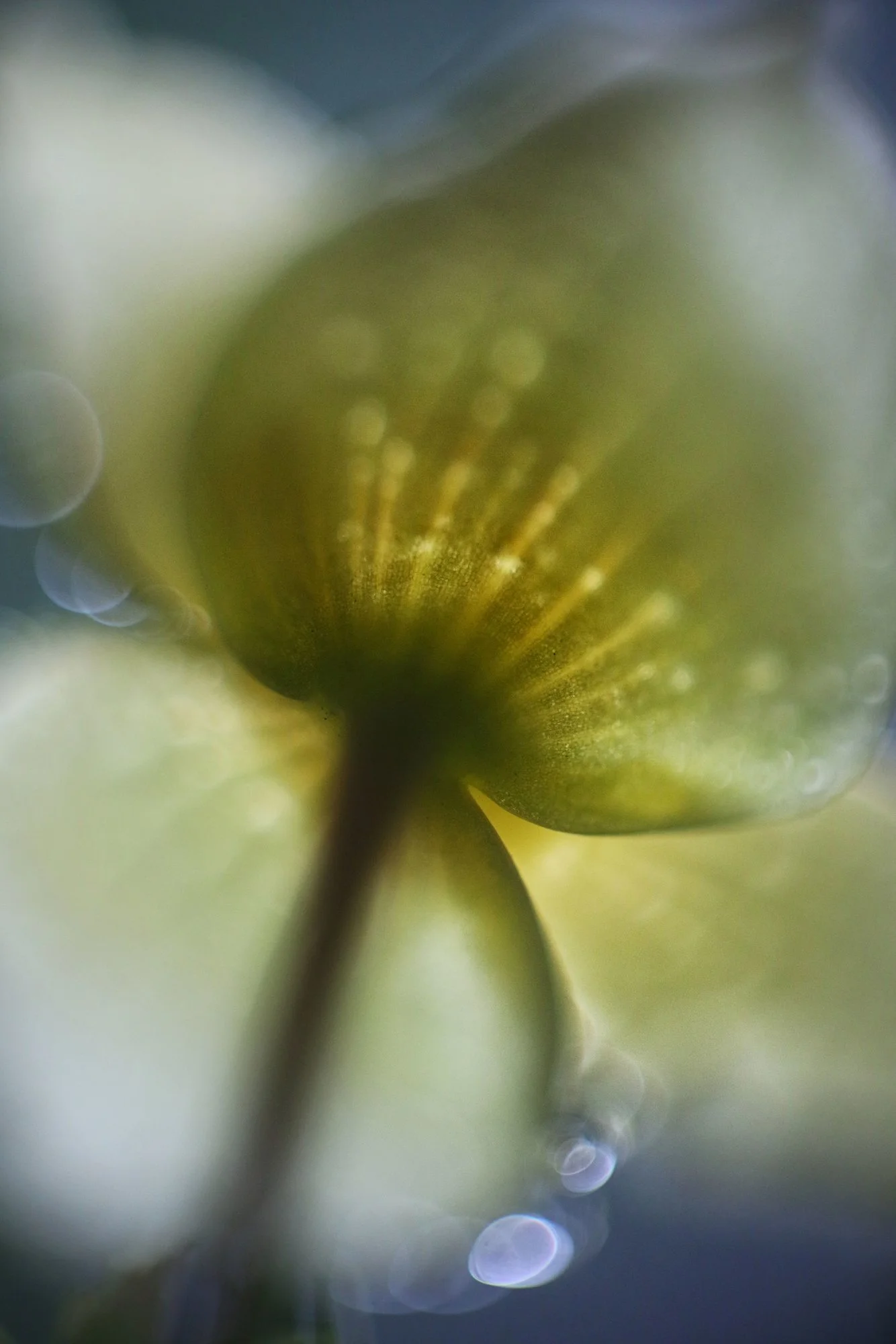 Frühling01.webp