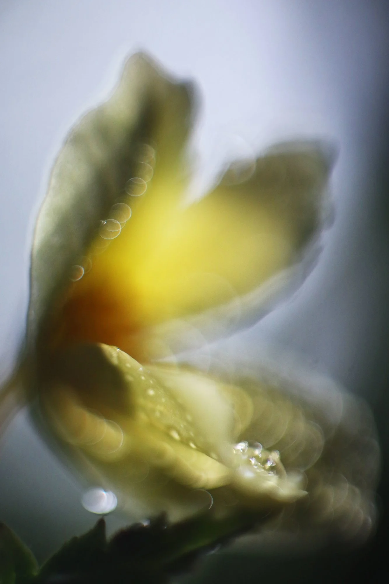 Frühling02.webp