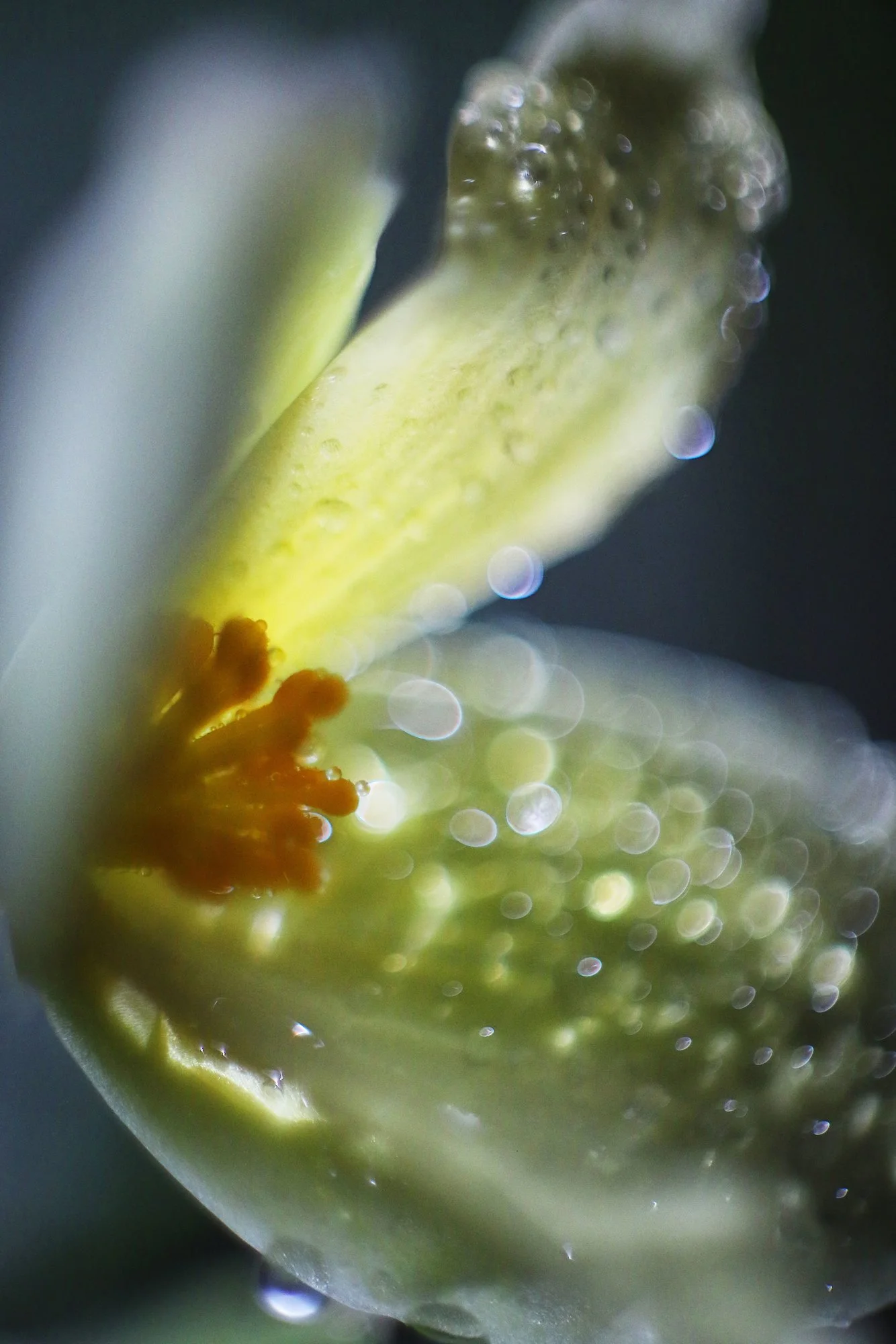 Frühling03.webp