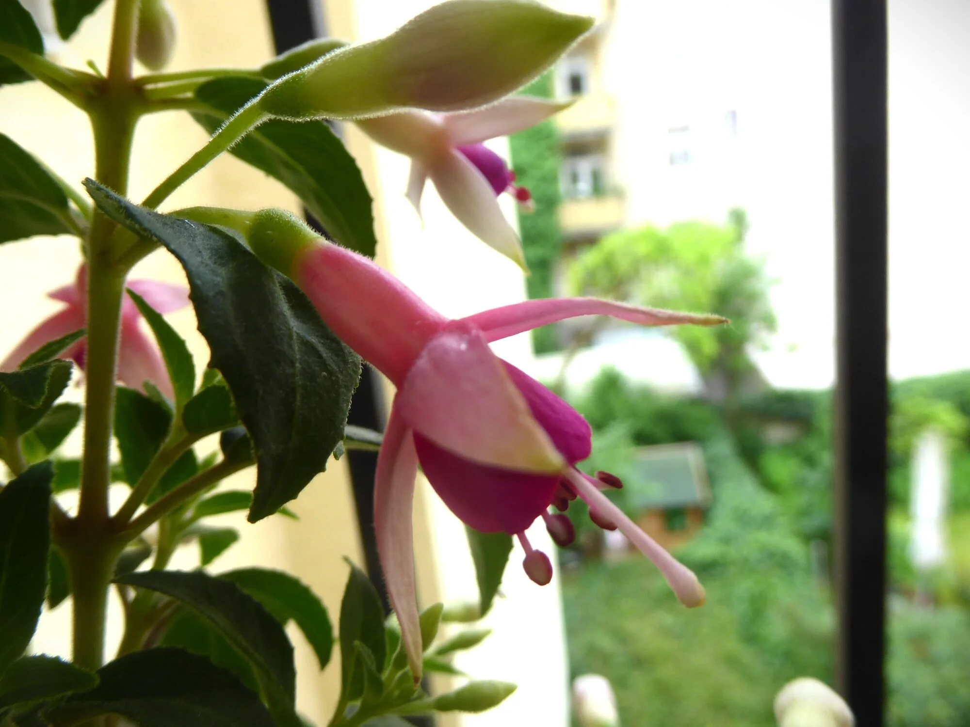 Fuchsie.webp
