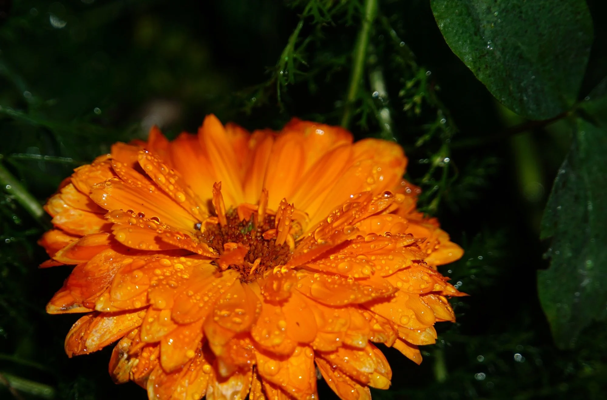 fürDoro23.webp