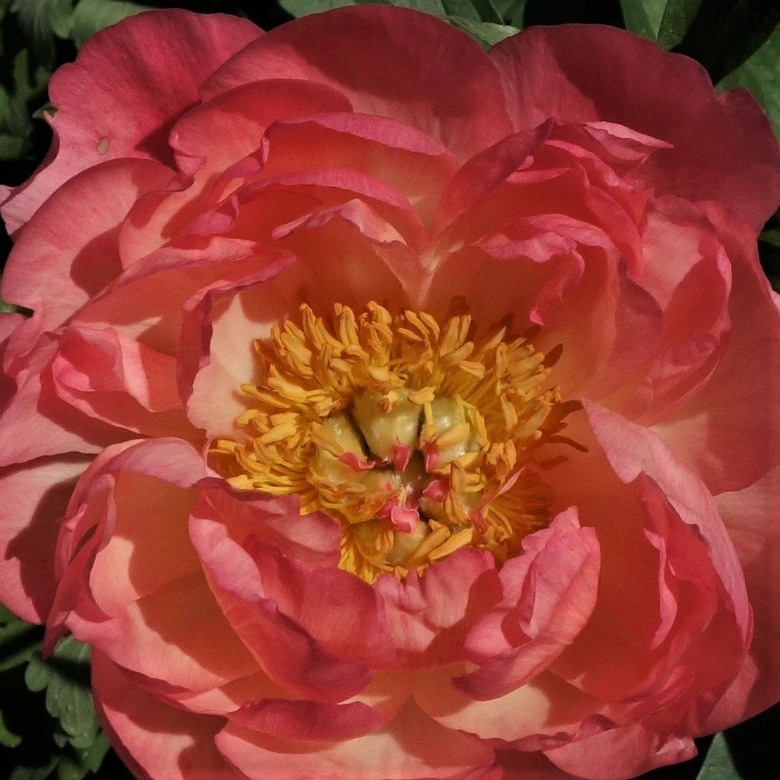 fürFrauSpatz2019.webp
