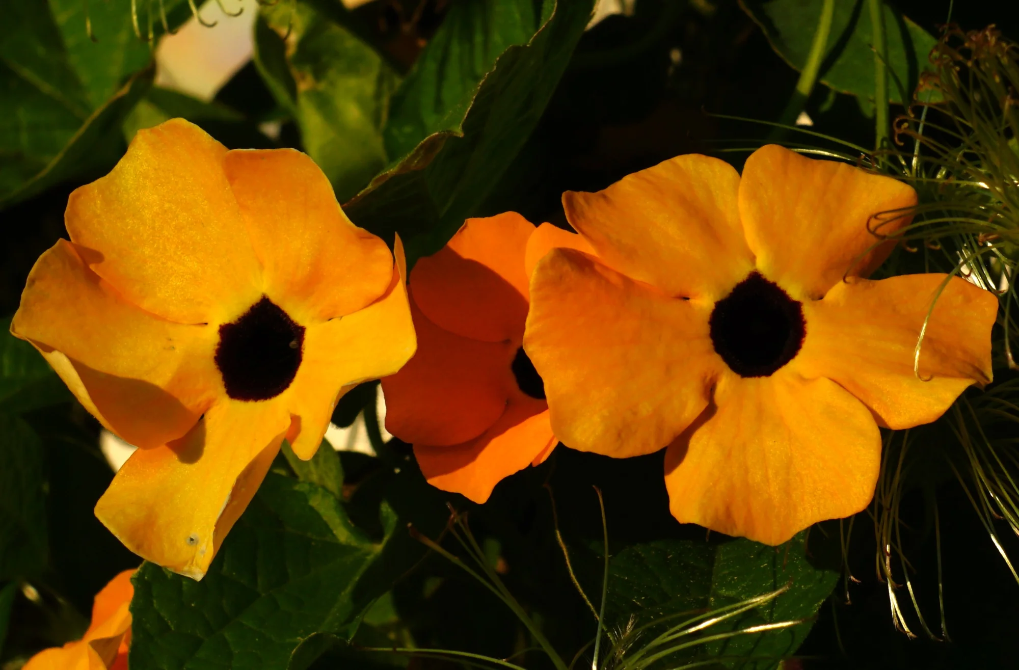 fürLuise26.webp