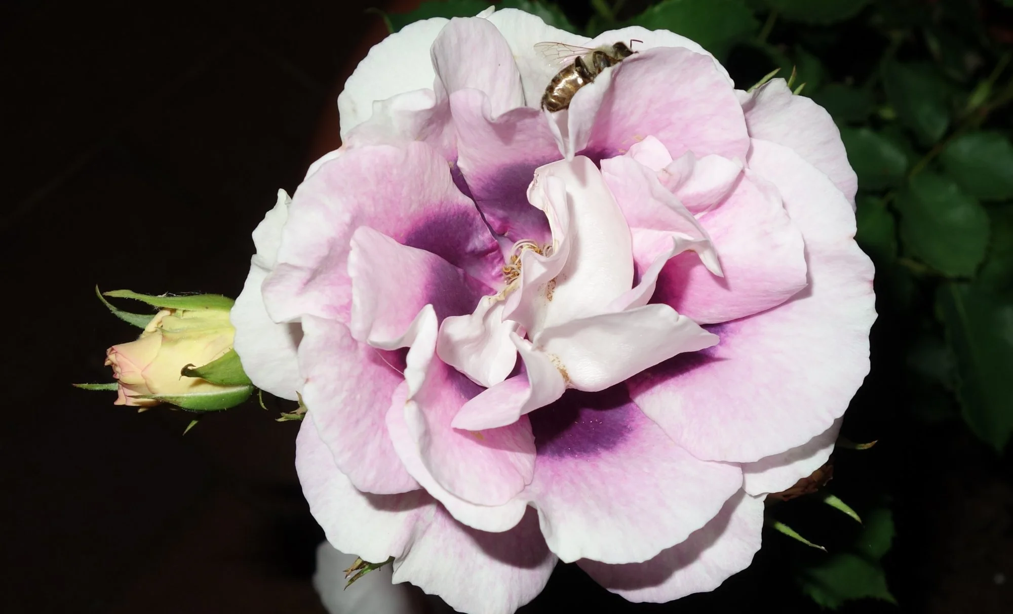 fürMutabilis2019.webp