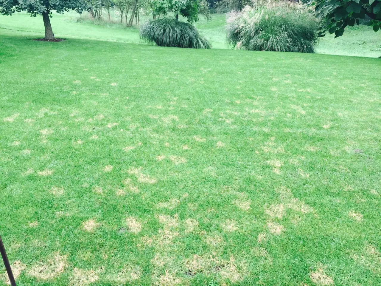 Schon wieder gelbe Stellen im Rasen.....