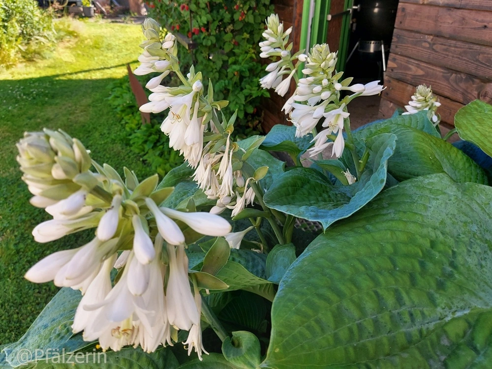 Funkie mit weißen Blüten.webp