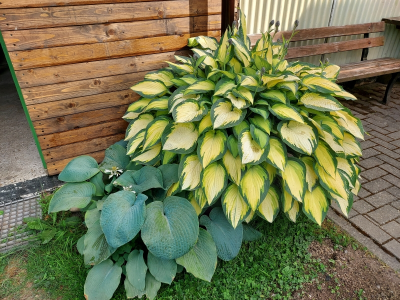 Funkien im Garten.webp