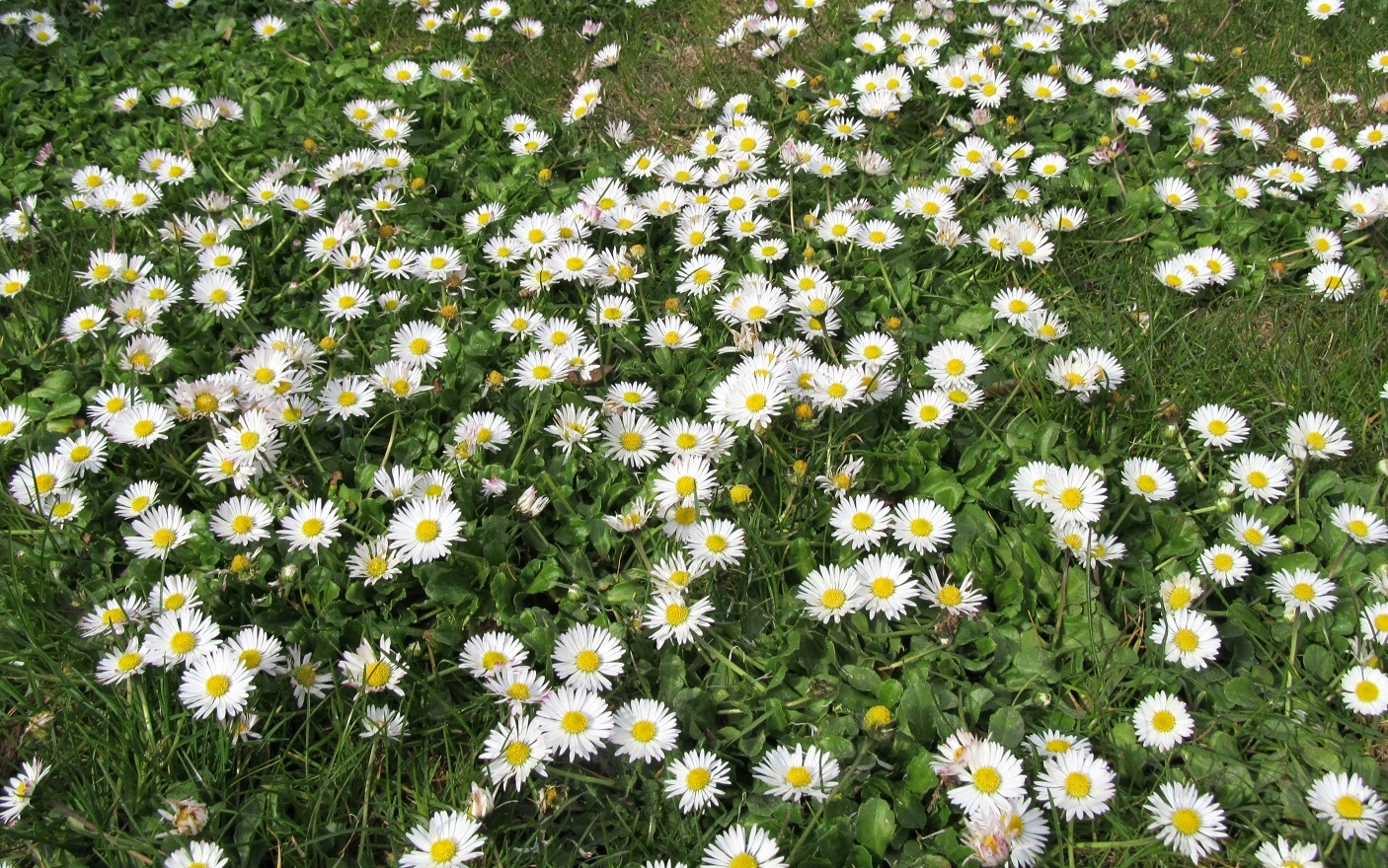 Gaensebluemchen im Garten v.webp