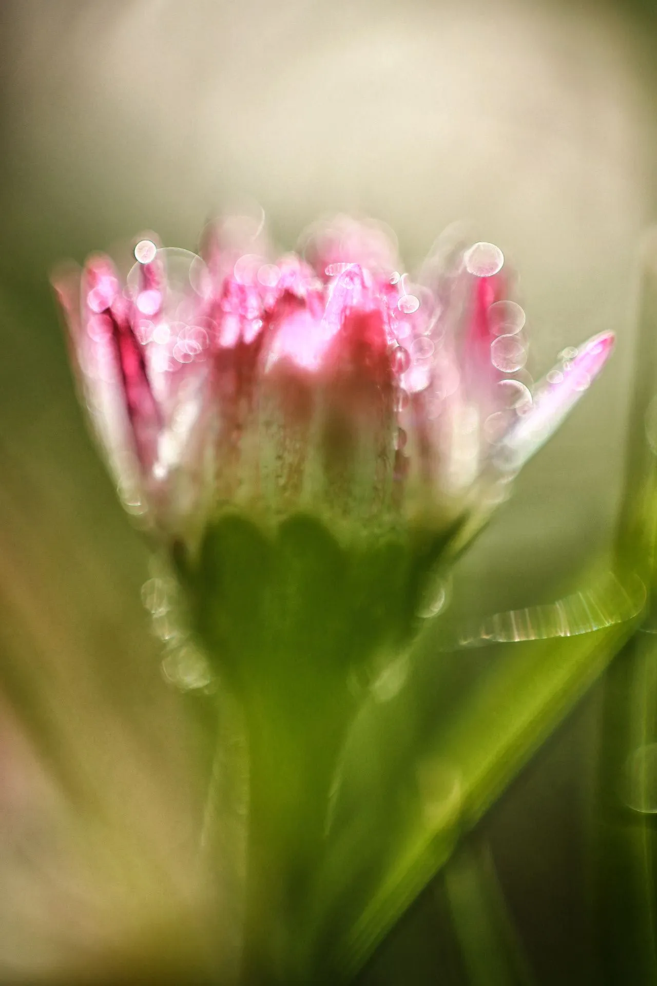 Gänseblümchen02.webp