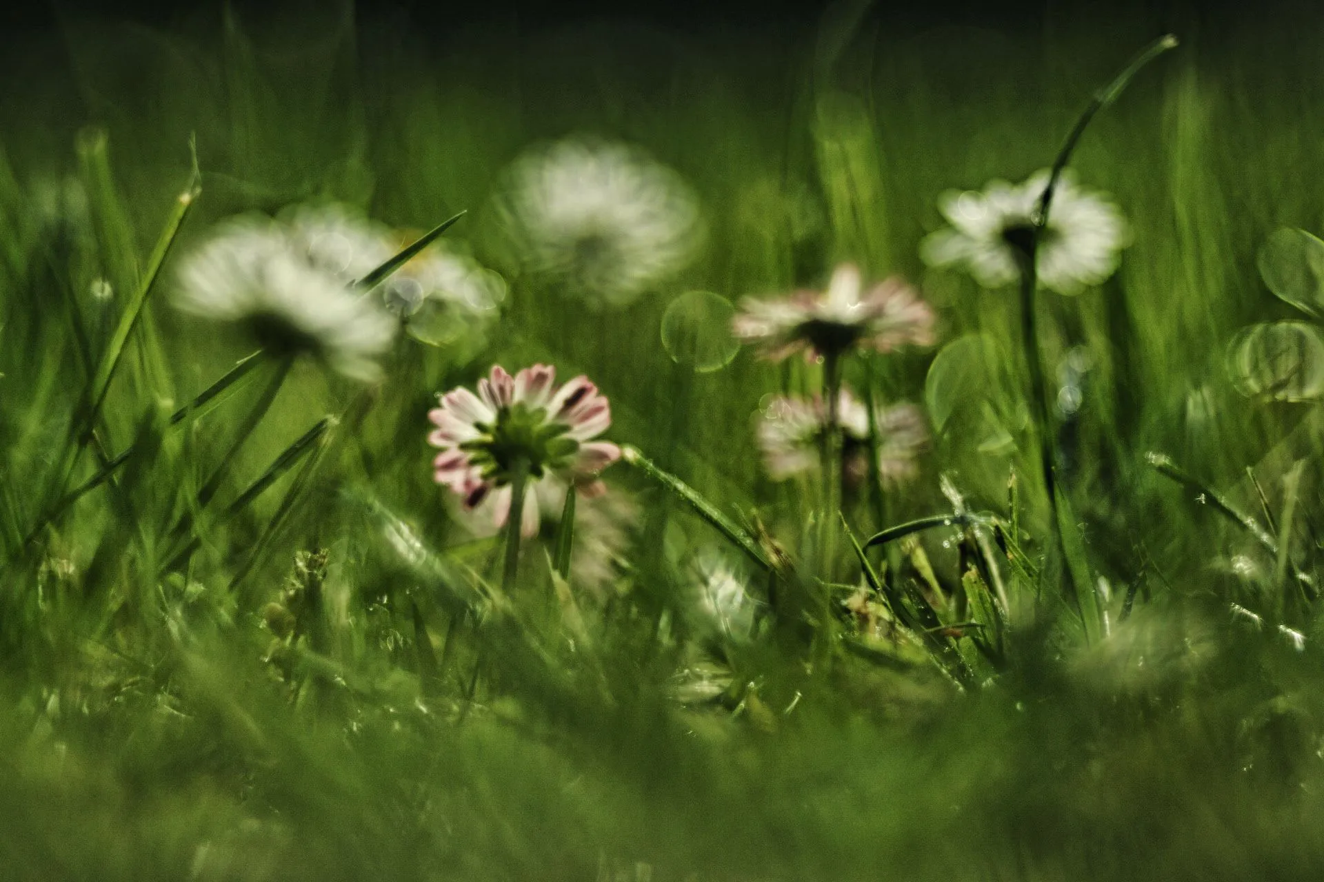 Gänseblümchen03.webp
