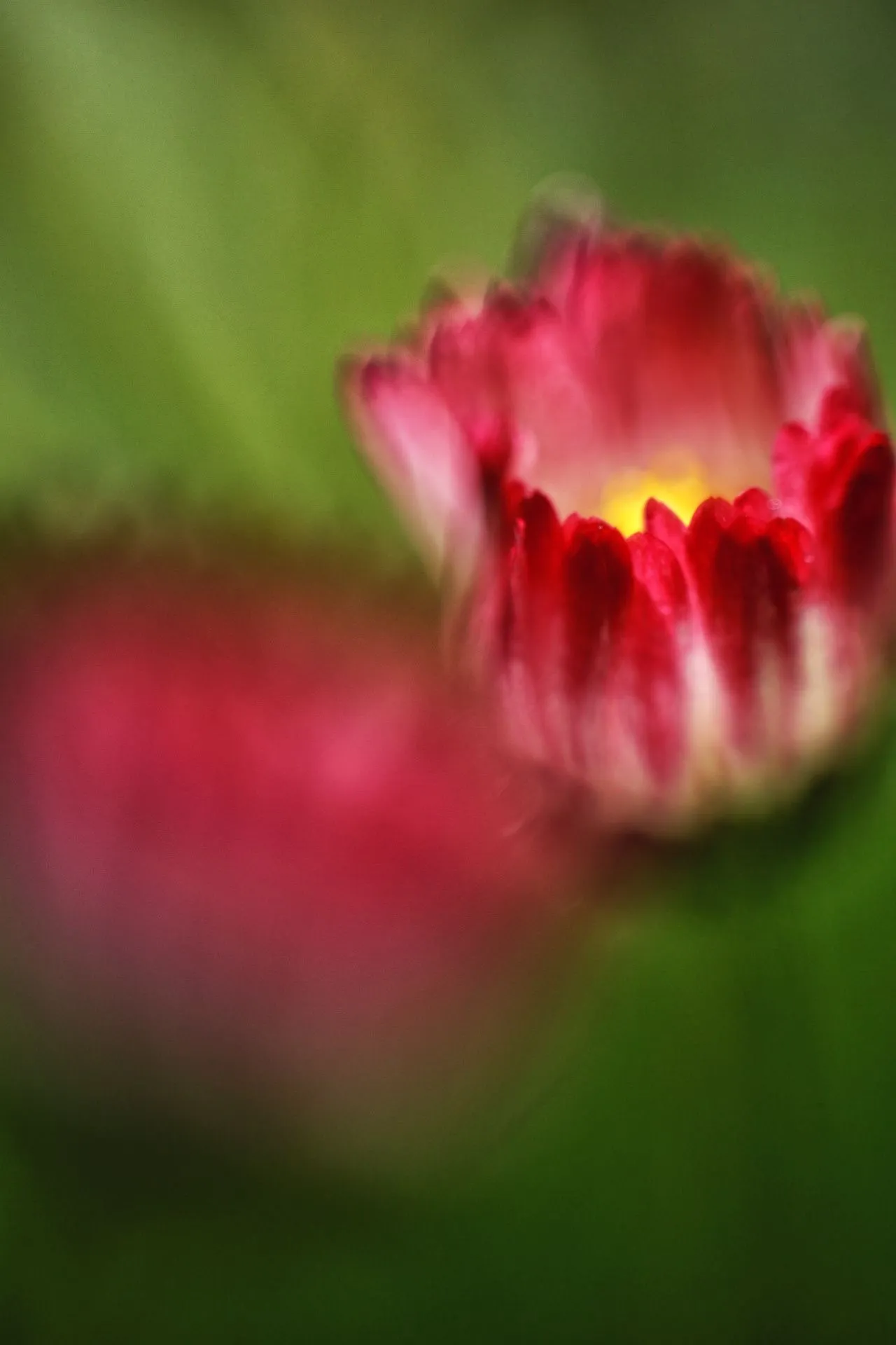 Gänseblümchen06.webp
