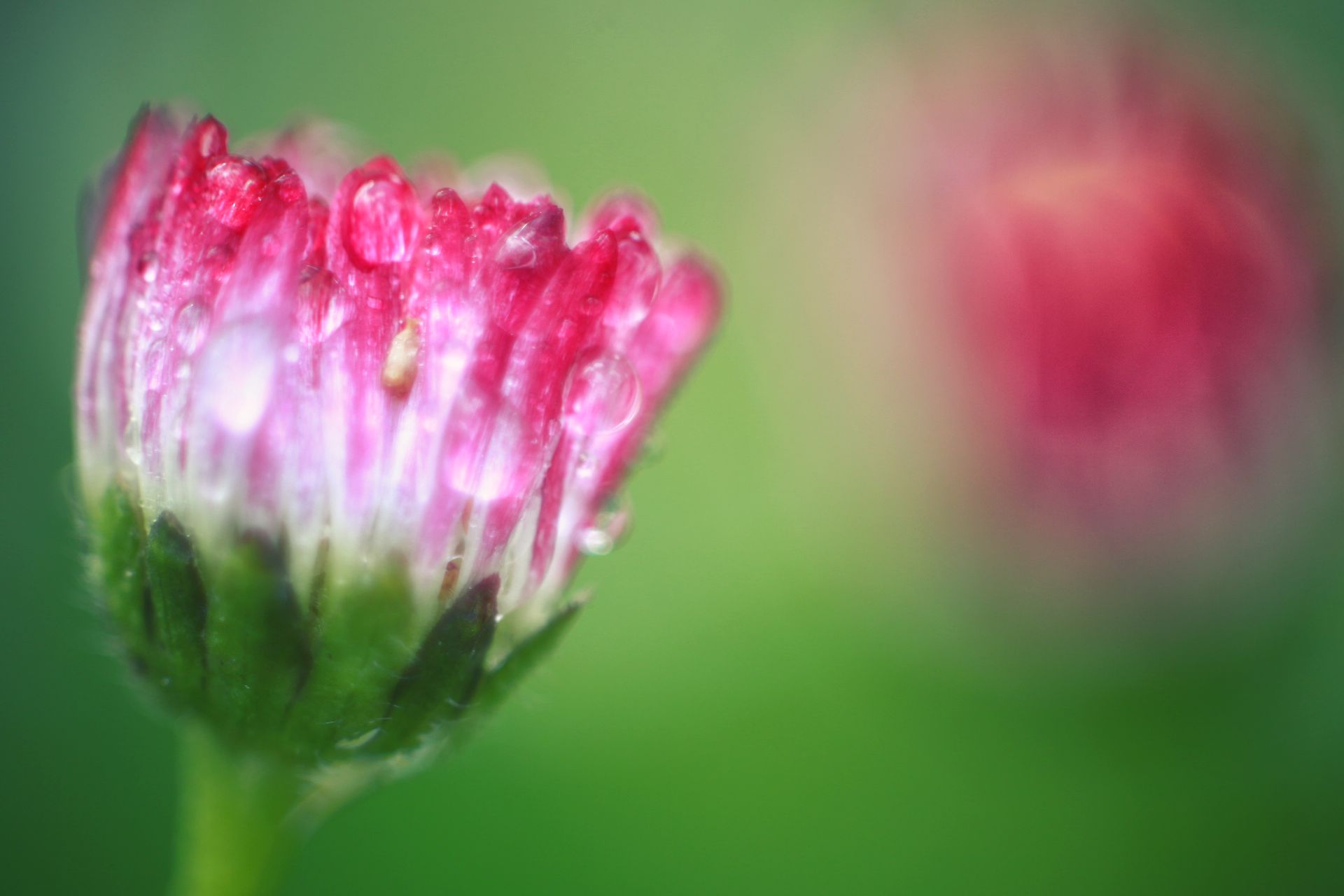 Gänseblümchen08.JPG