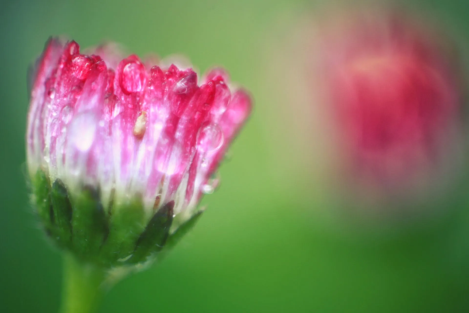 Gänseblümchen08.webp