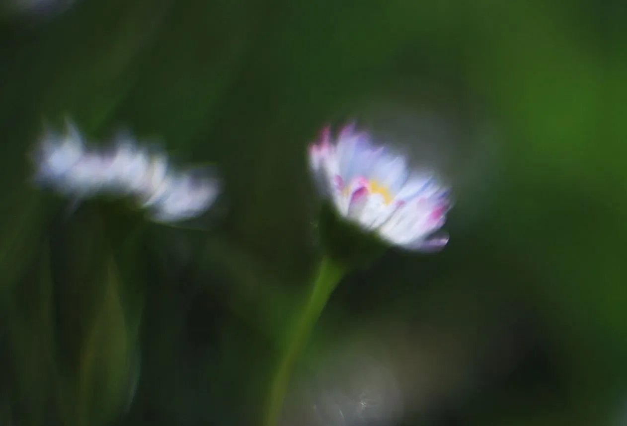 Gänseblümchen09.webp