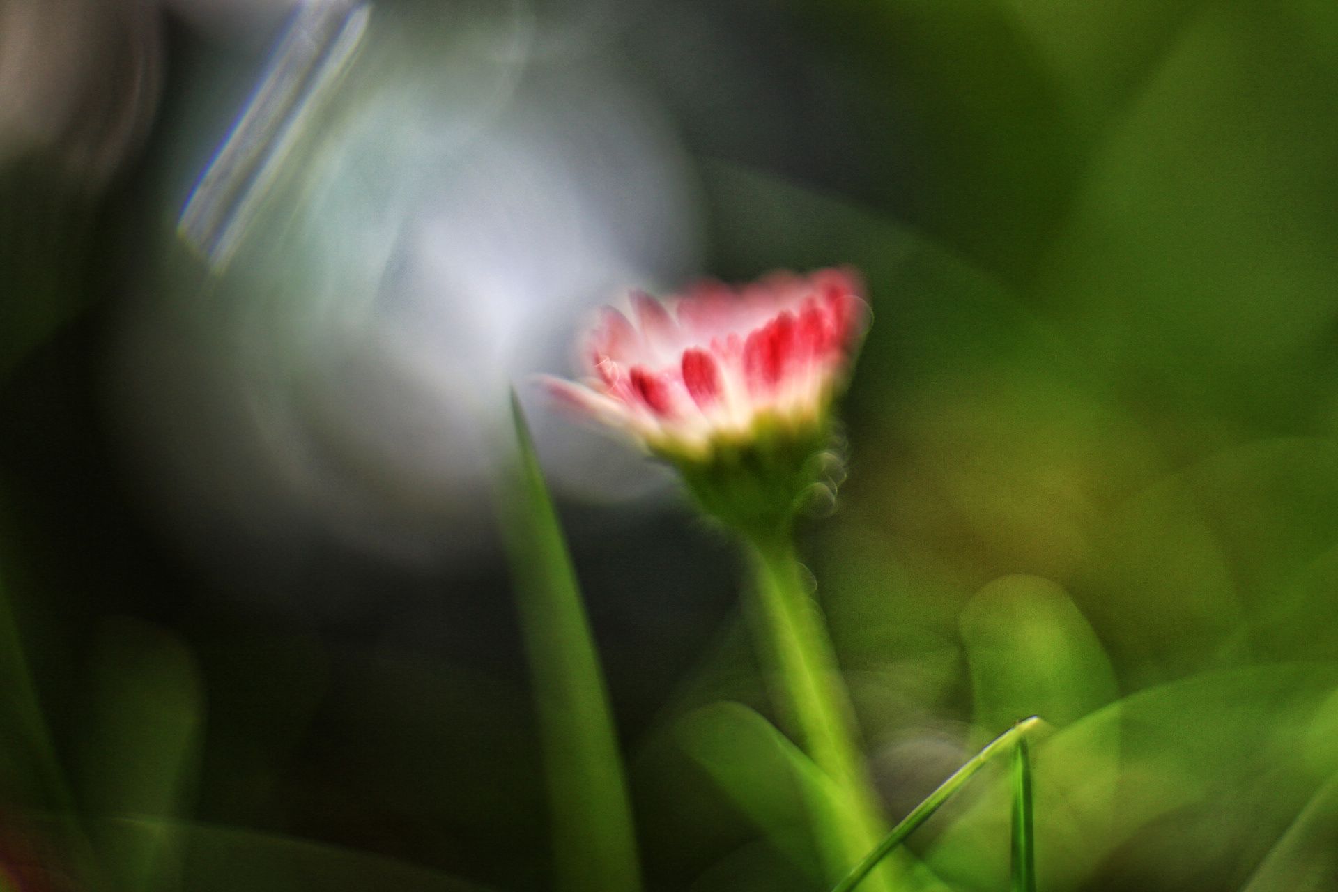 Gänseblümchen10.JPG