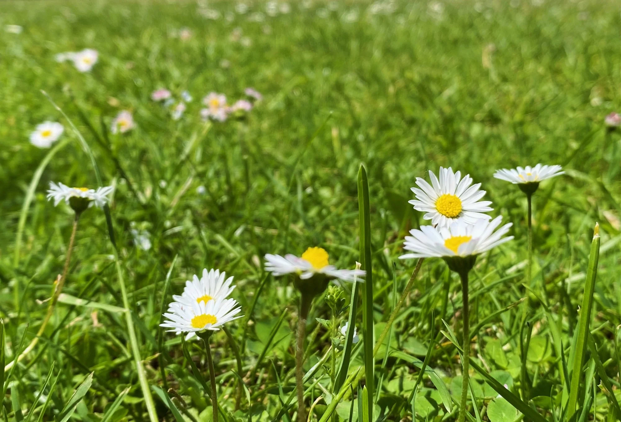Gänseblümchen26.webp