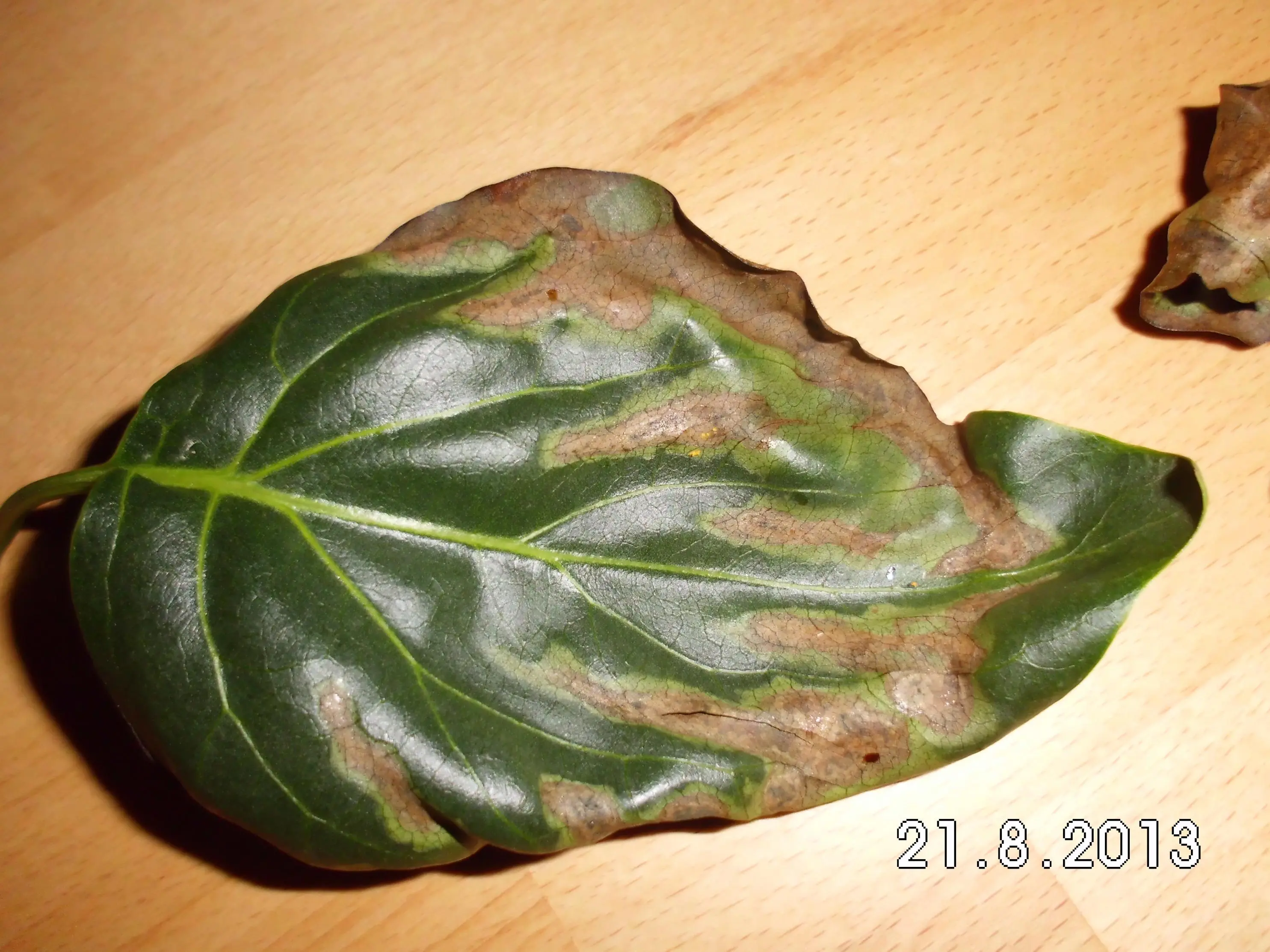 Flieder mit braunen Blättern