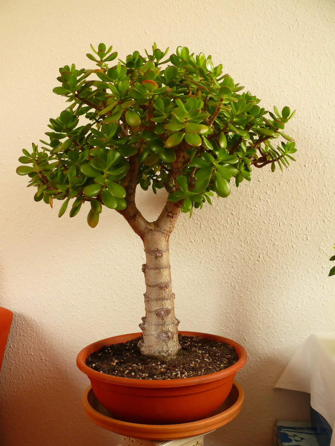 Garten 2013-10-16-P1200056.webp