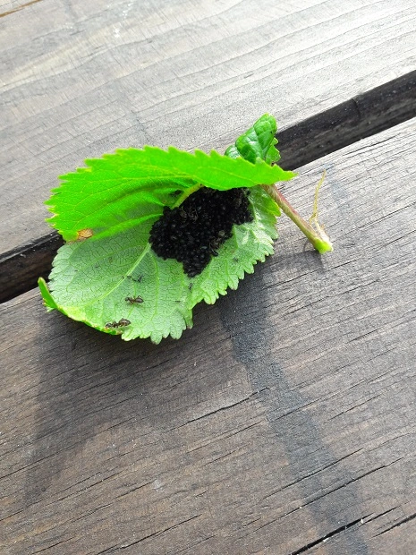 Garten 2019 104.webp