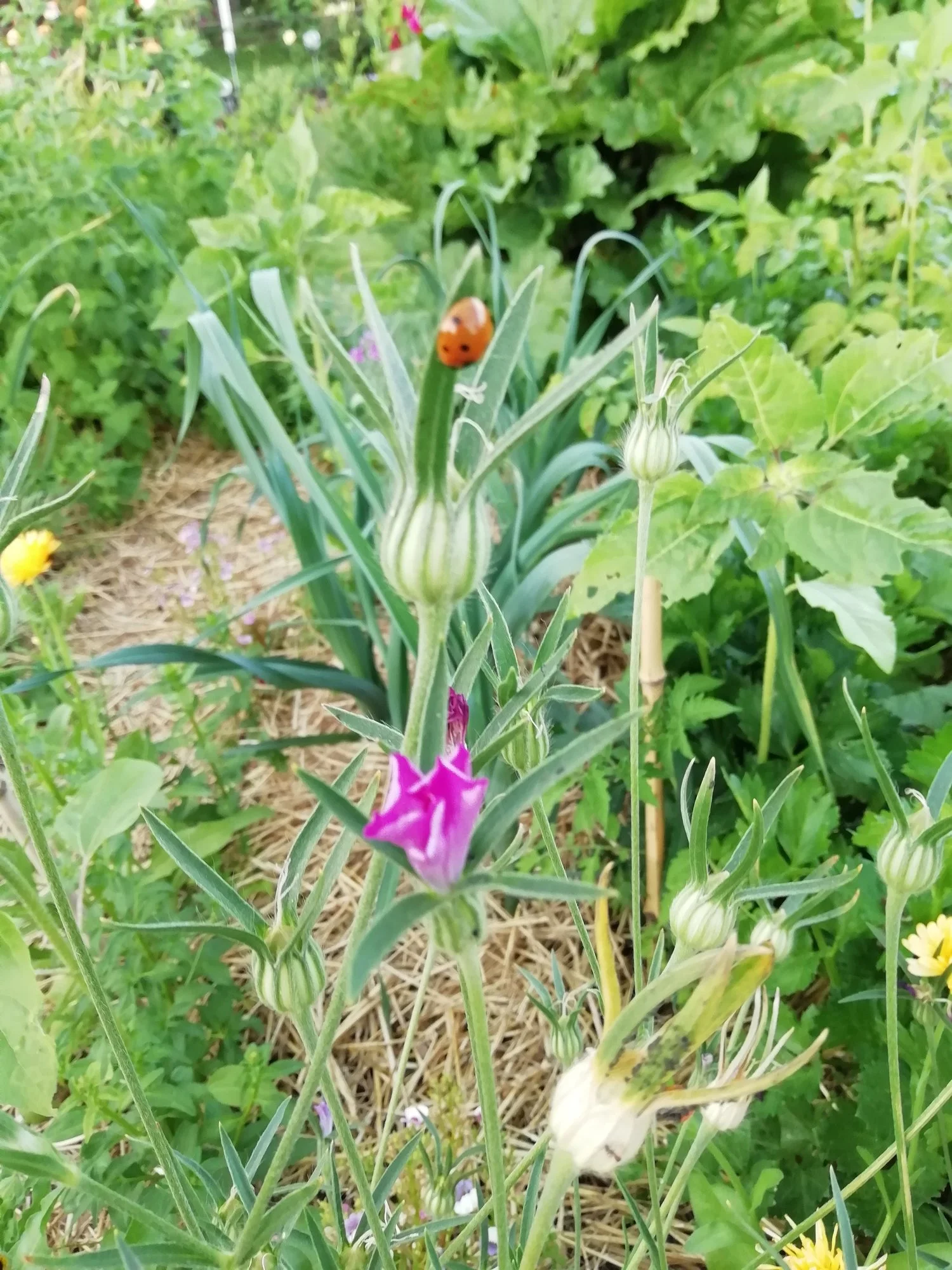 Wie heißt diese Blume?