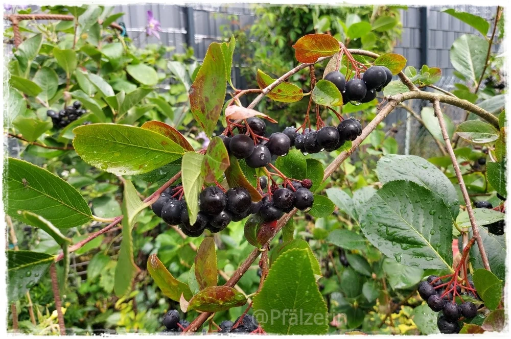 Garten Anfang August 1.webp