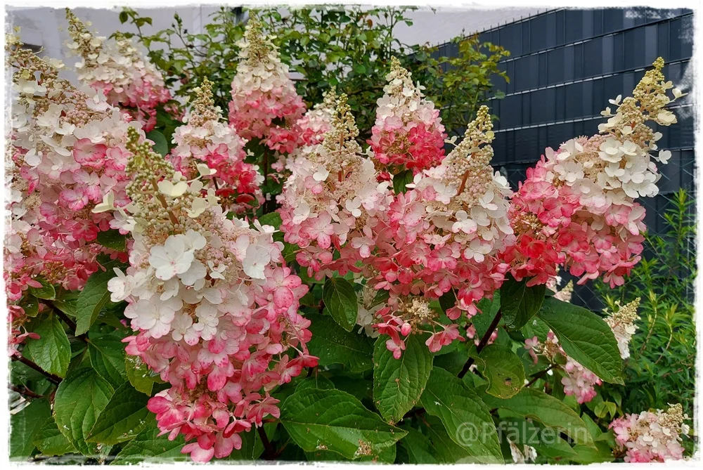 Garten Anfang August 3a.webp