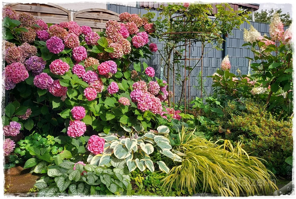 Garten Anfang August 9.webp