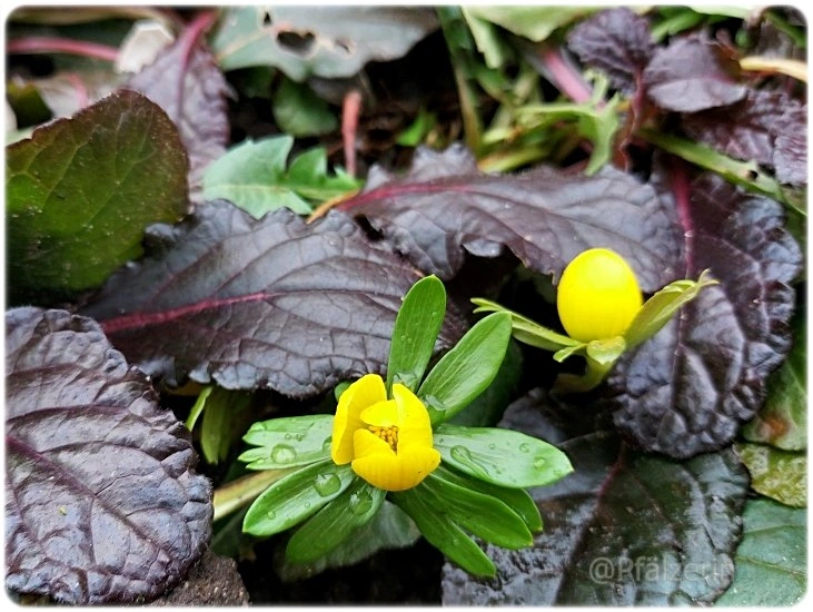 Garten Anfang Februar 1.webp