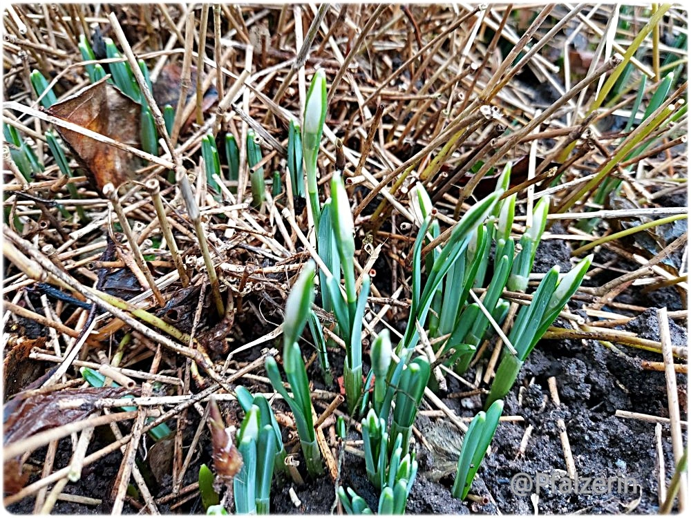 Garten Anfang Februar 2.webp