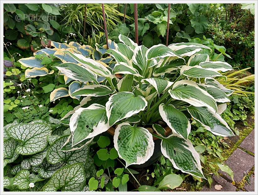 Garten Anfang Juni 4.jpg
