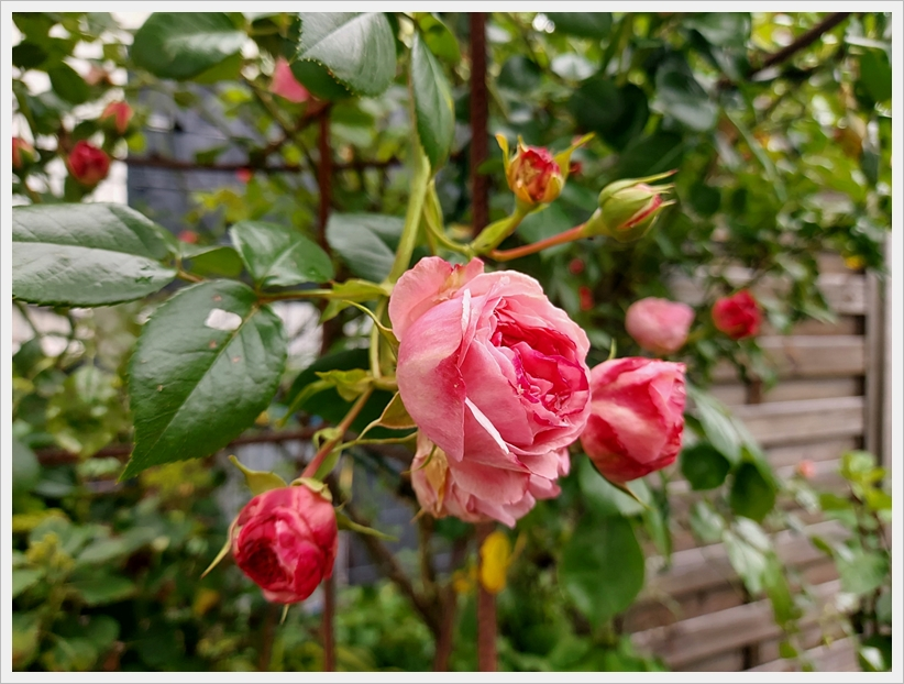 Garten Anfang Juni 5.jpg