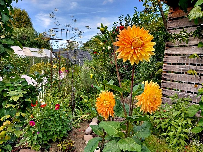 Garten Anfang September 1.jpg