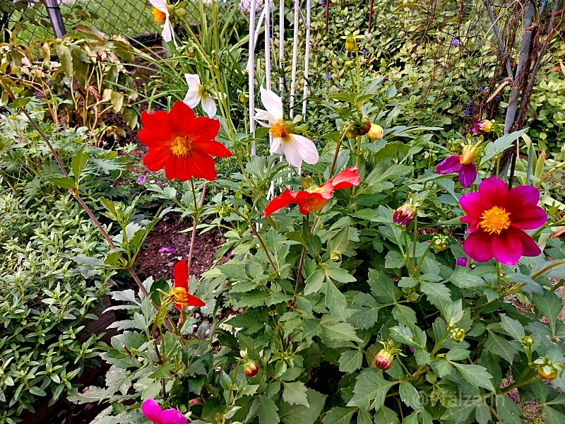 Garten Anfang September 2.webp