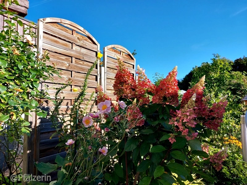 Garten Anfang September 2.webp