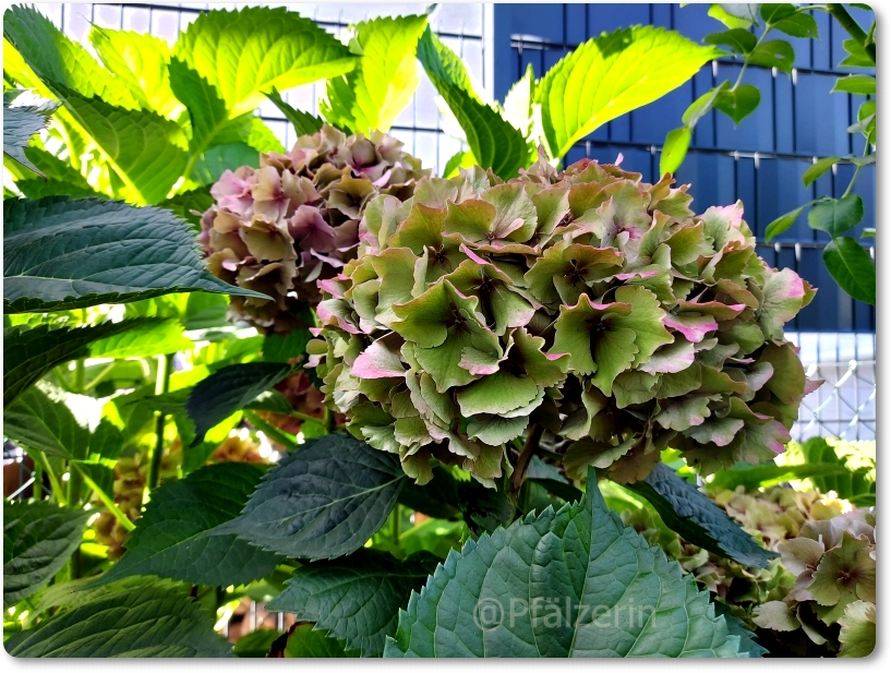 Garten Ende August 1.webp