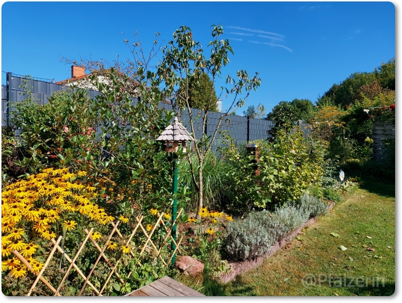 Garten Ende August 7.webp