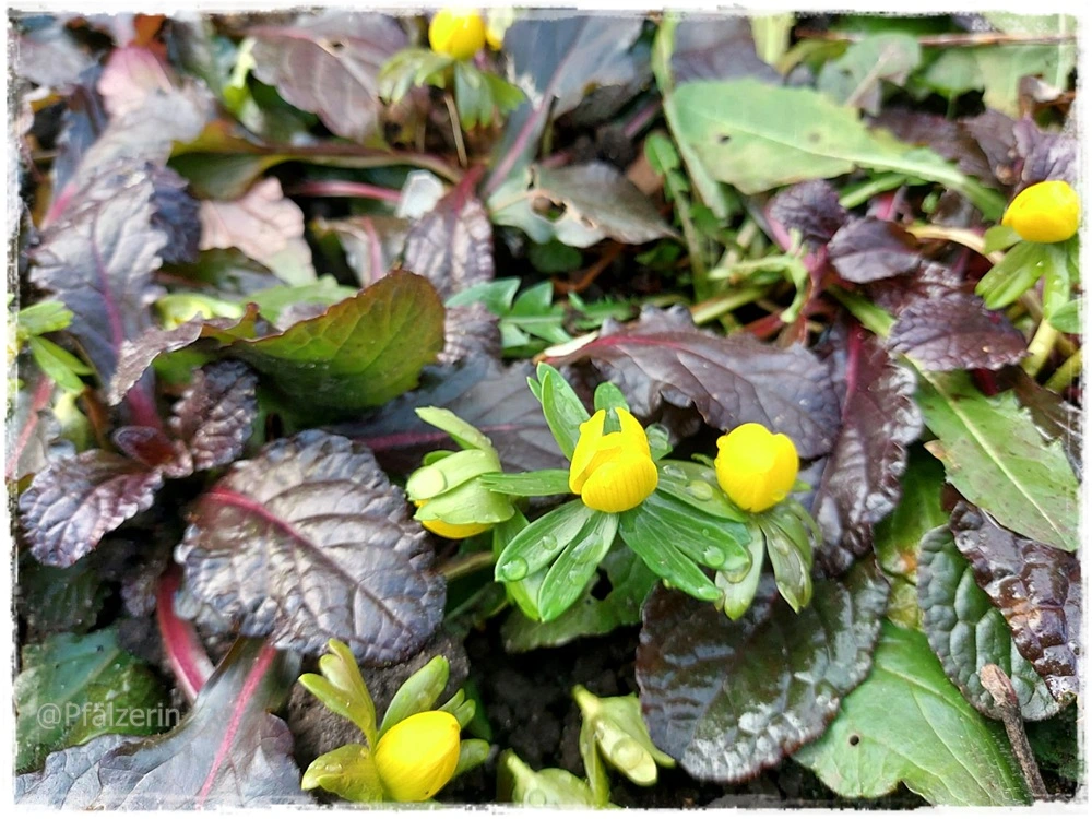 Garten Ende Januar 11.webp