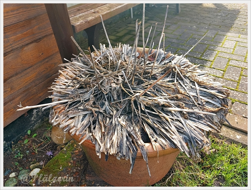 Garten Ende Januar 9.webp