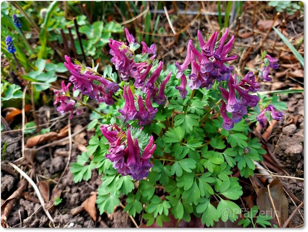 Garten Ende März 1.webp
