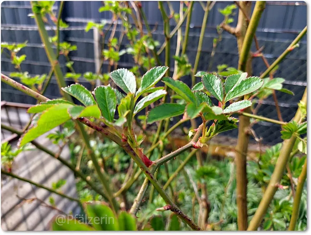 Garten Ende März 11.webp