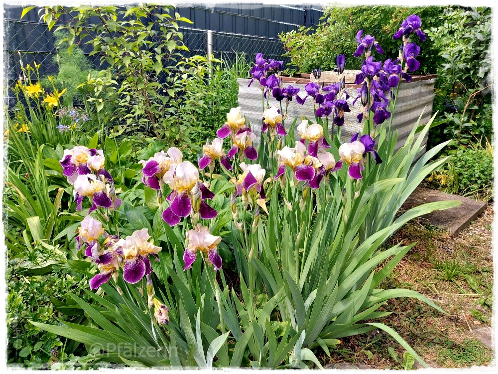 Garten gegen Ende Mai 1.jpg