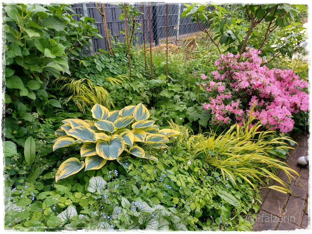 Garten gegen Ende Mai 11.jpg