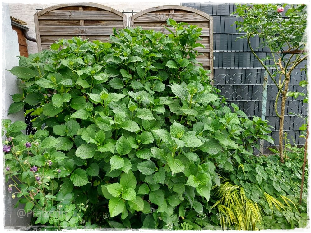 Garten gegen Ende Mai 12.jpg