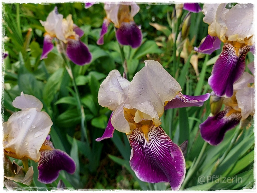 Garten gegen Ende Mai 2.jpg