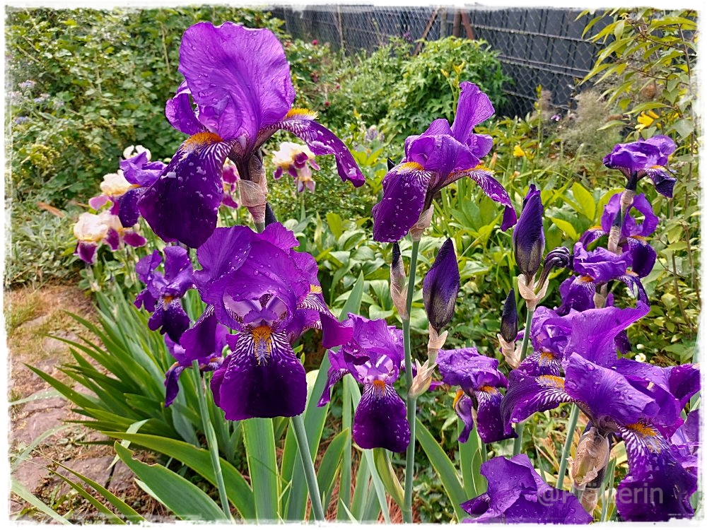 Garten gegen Ende Mai 3.jpg