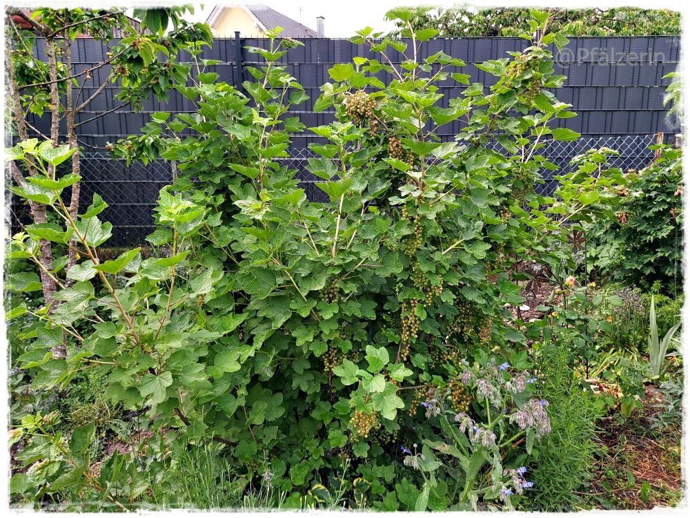 Garten gegen Ende Mai 6.jpg