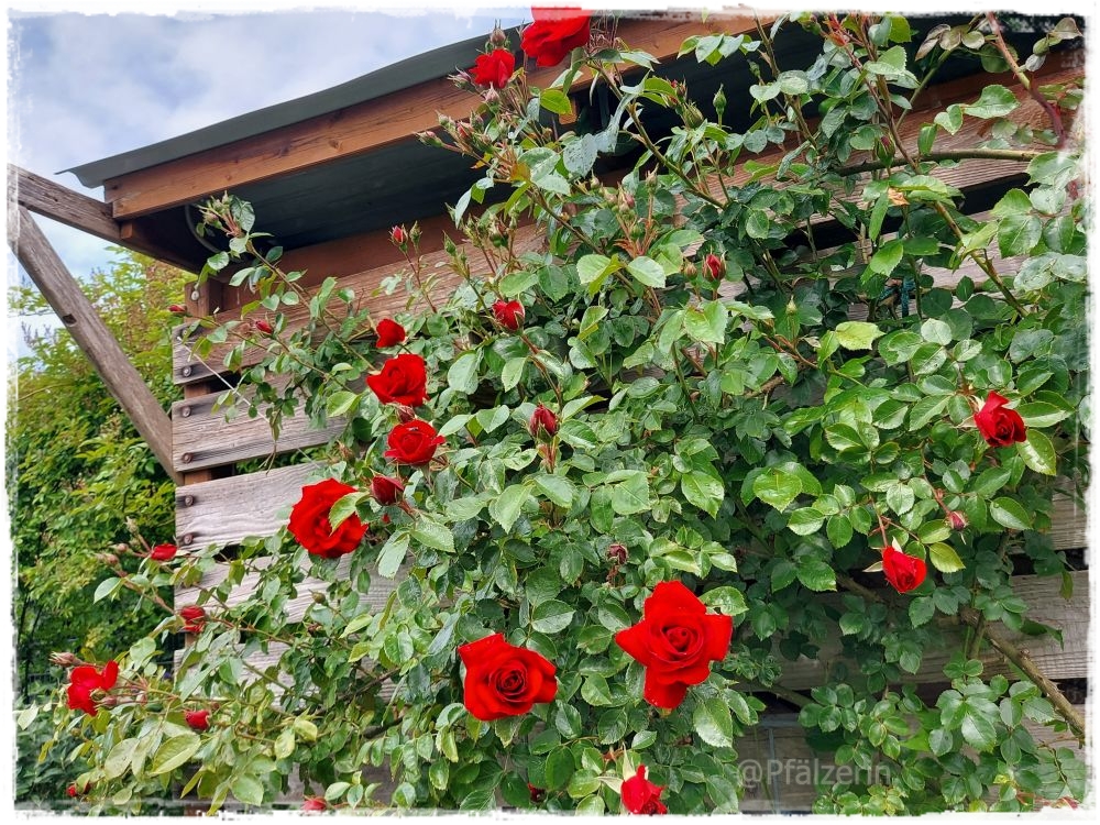 Garten gegen Ende Mai 7.jpg