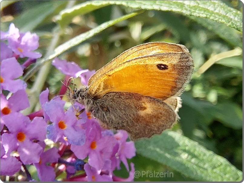 Garten im August 27 2 Kleines Wiesenvögelchen - Coenonympha pamphilus 1.jpg